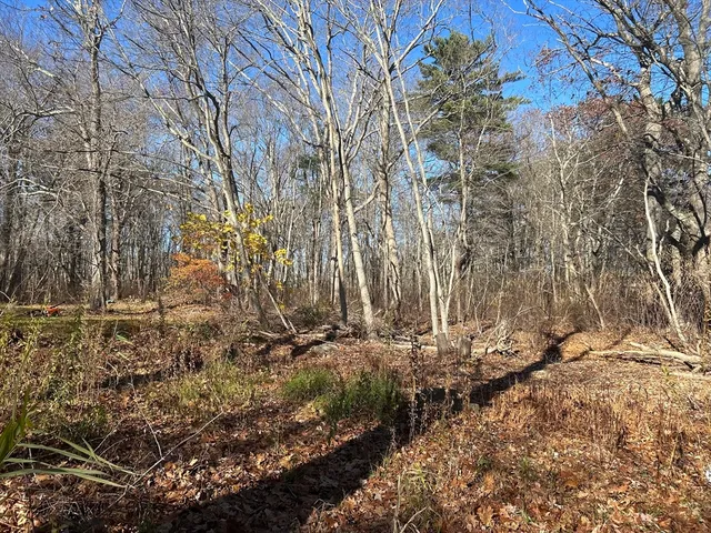 a view of a yard with trees
