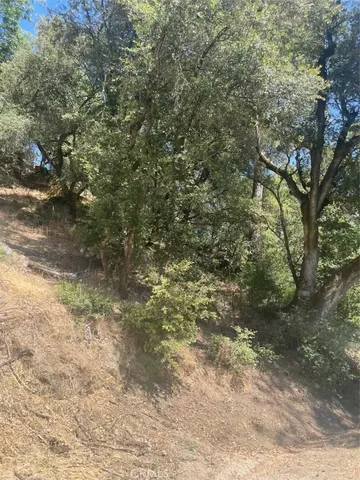 a view of a yard with a tree