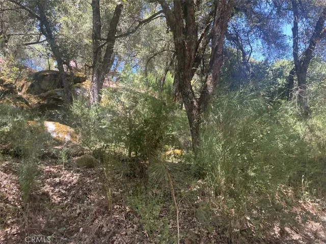 a view of a yard with a tree