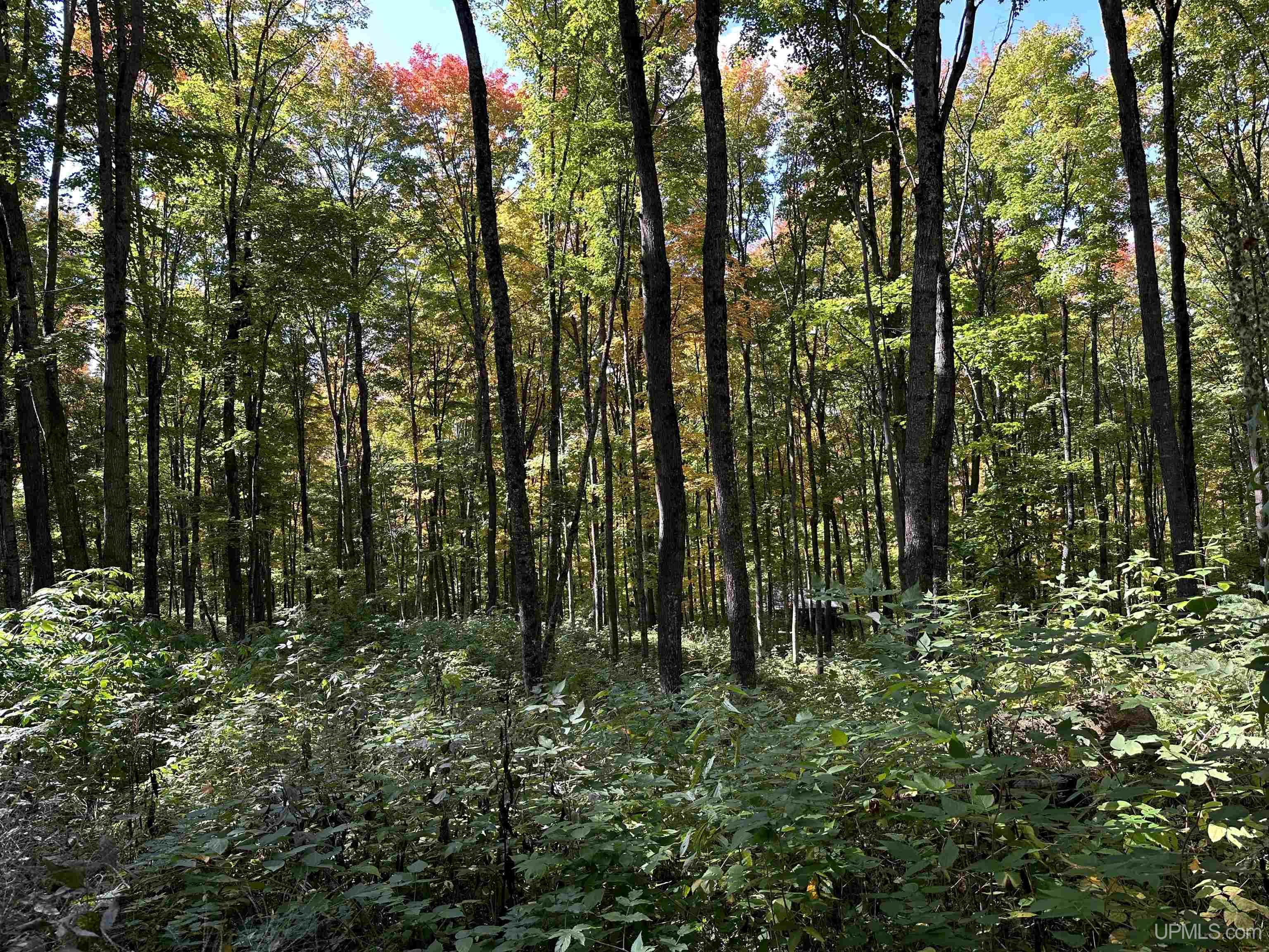 Off County Line Lake Road Bruce Crossing, MI 49912 - Photo 15 of 25