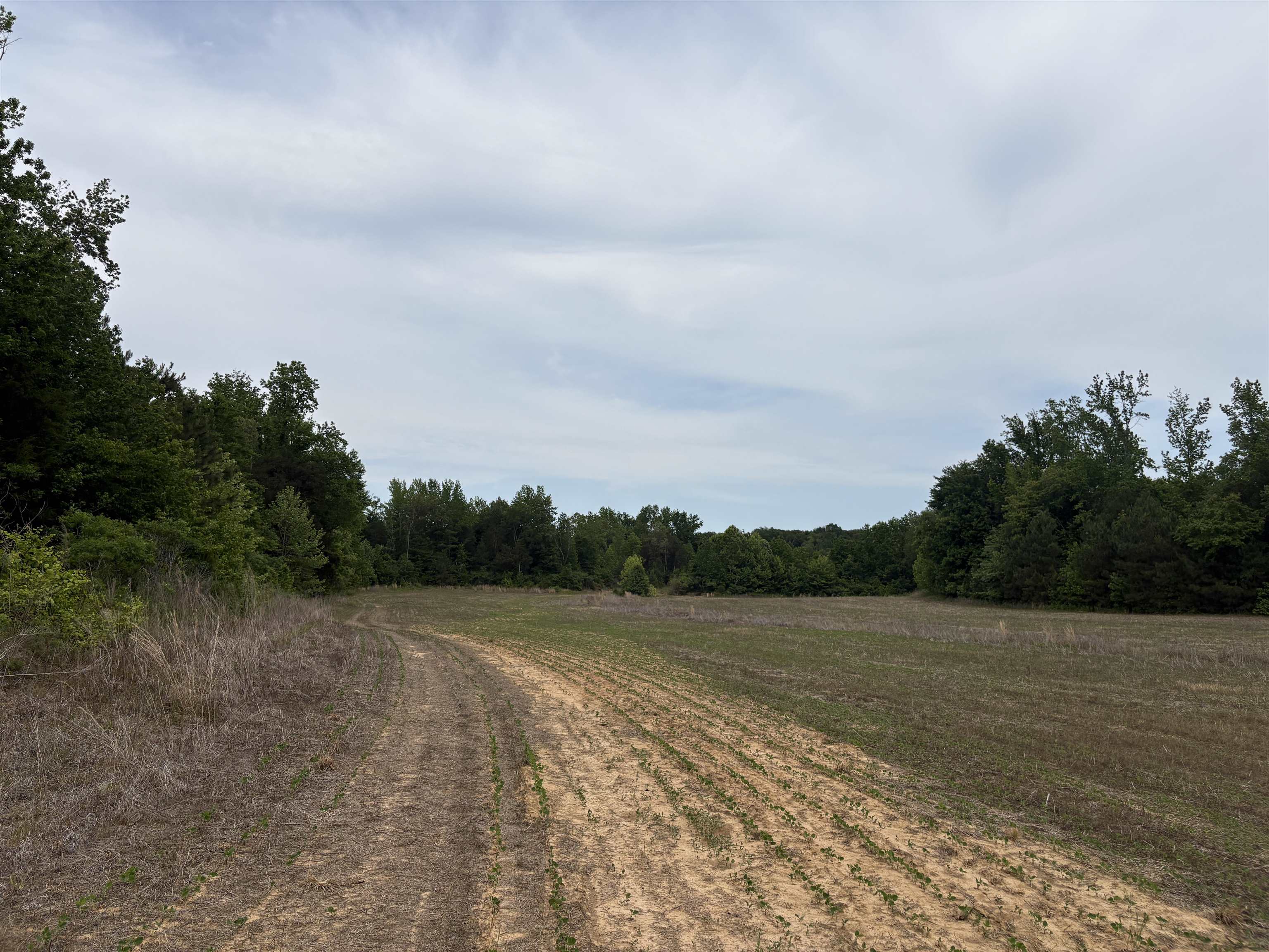 1200 Sand Ridge Bargerton Road Lexington, TN 38351 - Photo 15 of 24