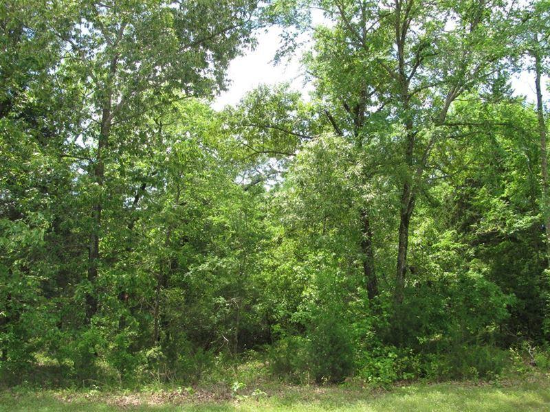 75.5-acres Rome Road Lancing, TN 37770 - Photo 4 of 7 Tree lots