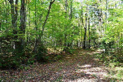 75.5-acres Rome Road Lancing, TN 37770 - Photo 5 of 7 view layout 1