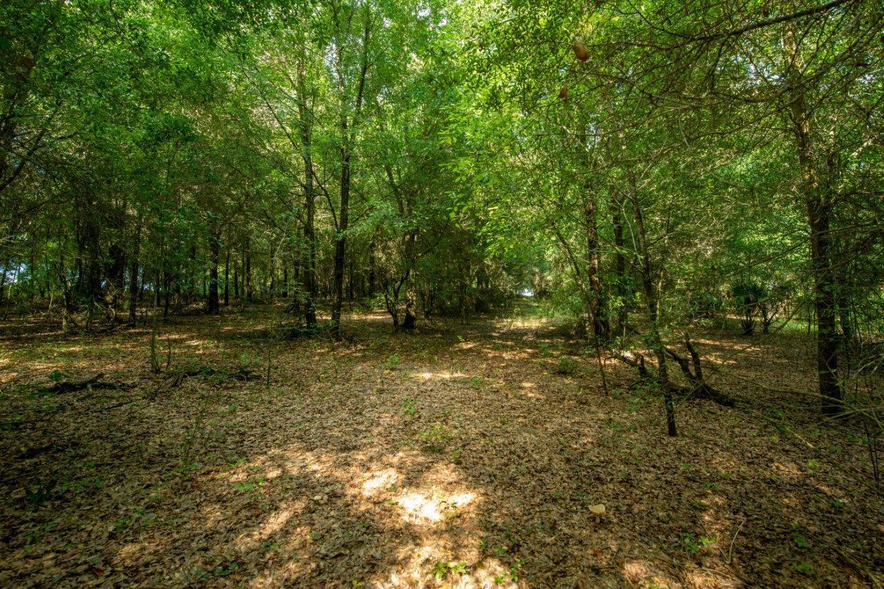 75.5-acres Rome Road Lancing, TN 37770 - Photo 7 of 7 view open