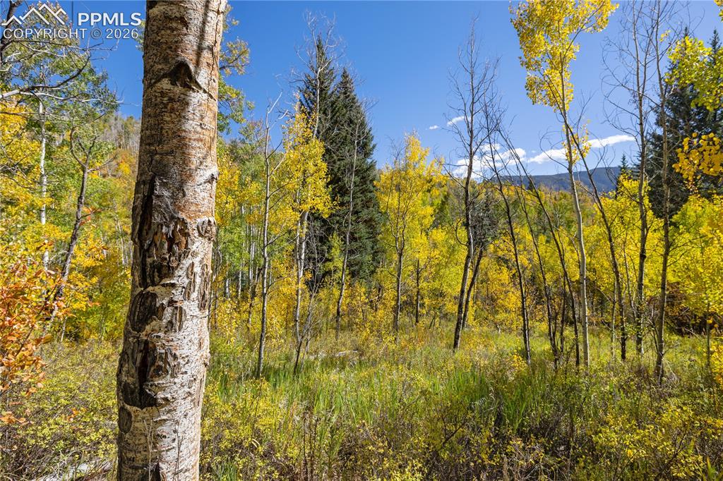 Undisclosed Address Basalt, CO 81621 - Photo 30 of 36 Walking Thru The Aspen Grove!