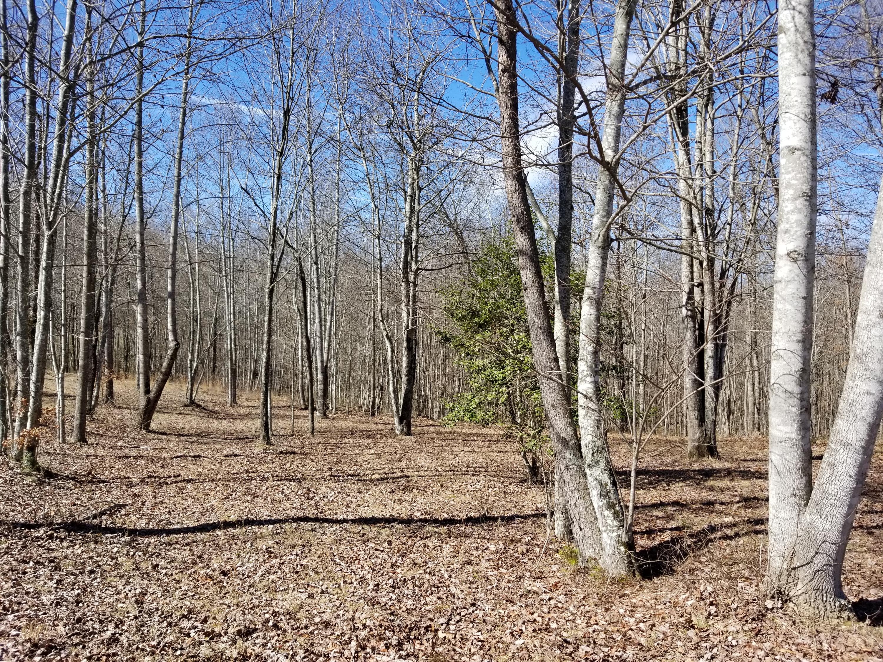 280 Roaring Creek Road, Unit 280 Dunlap, TN 37327 - Photo 9 of 32 Cleared area
