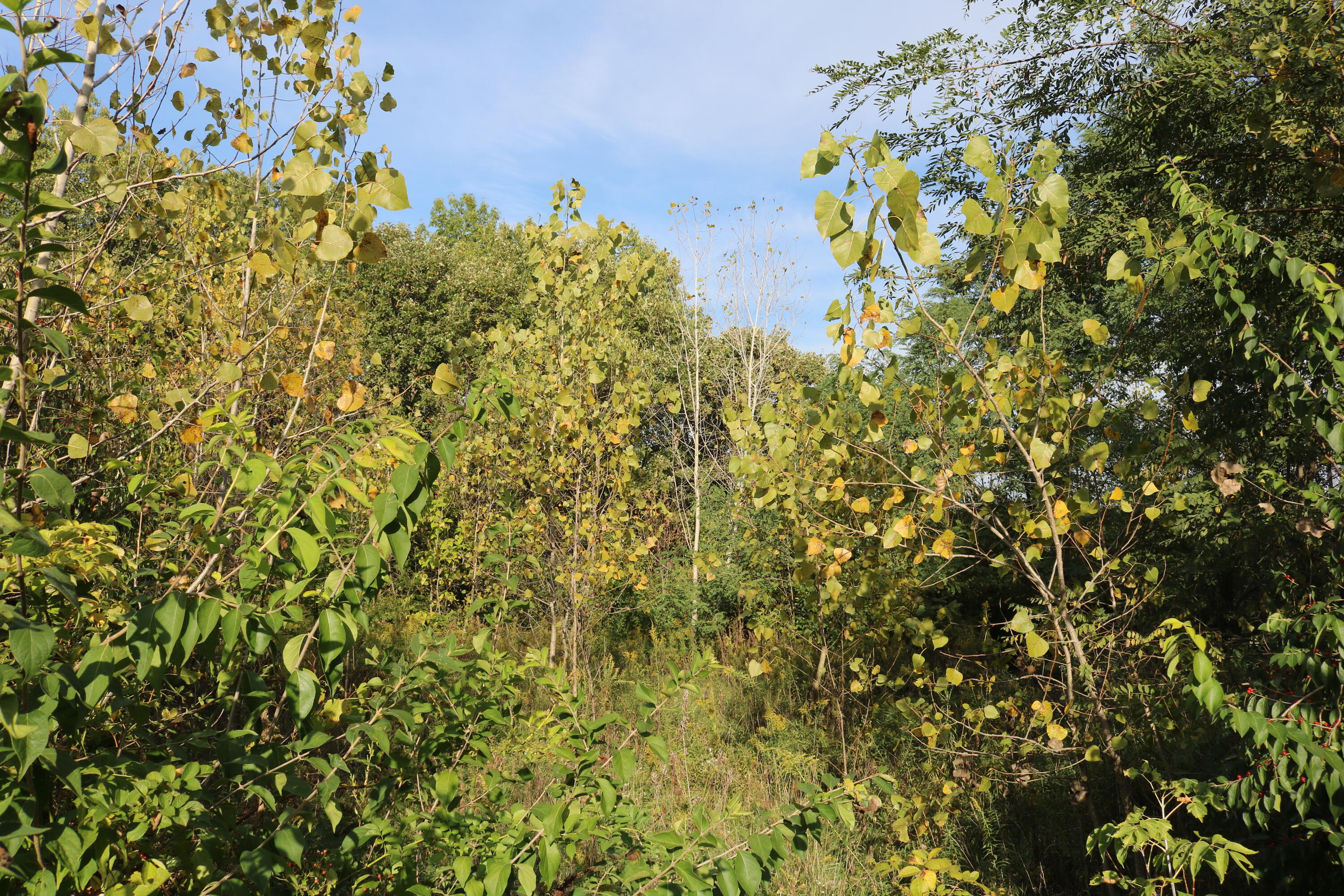 10729 Hanley Street Crown Point, IN 46307 - Photo 13 of 16 3000x2000