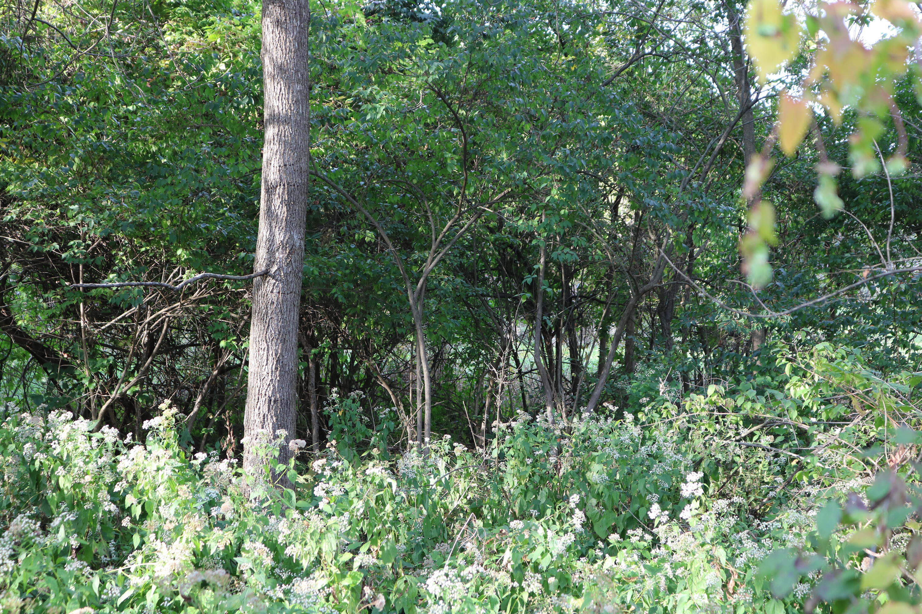 10729 Hanley Street Crown Point, IN 46307 - Photo 14 of 16 3000x2000