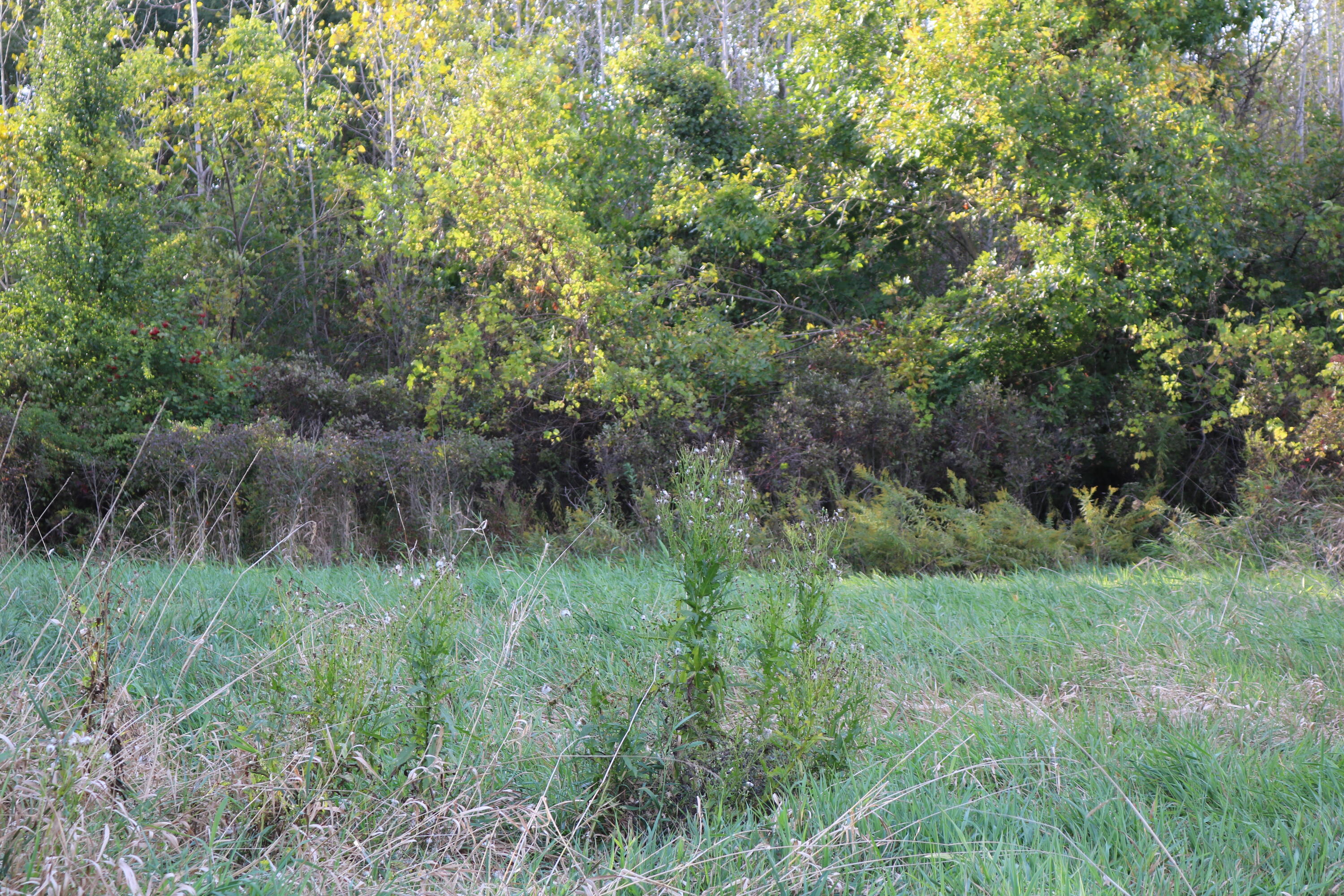 10729 Hanley Street Crown Point, IN 46307 - Photo 5 of 16 3000x2000
