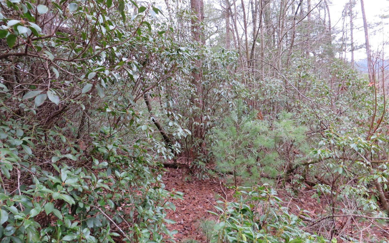 Lt332 Lt332 Conley Branch Road Blue Ridge, GA 30513 - Photo 2 of 4 Additional View