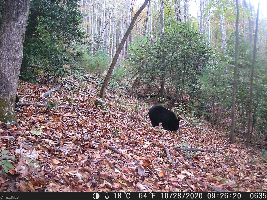 0 Mt Zion Road Ferguson, NC 28624 - Photo 7 of 8 Black bear from deer cam
