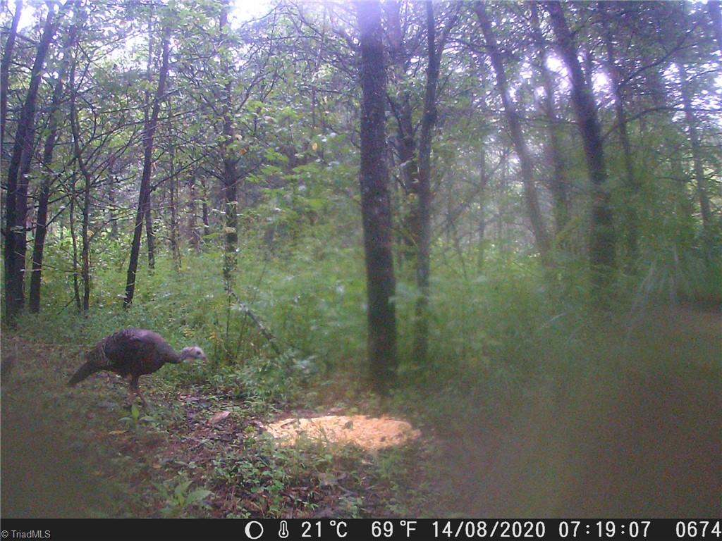 0 Mt Zion Road Ferguson, NC 28624 - Photo 8 of 8 Turkey from deer cam