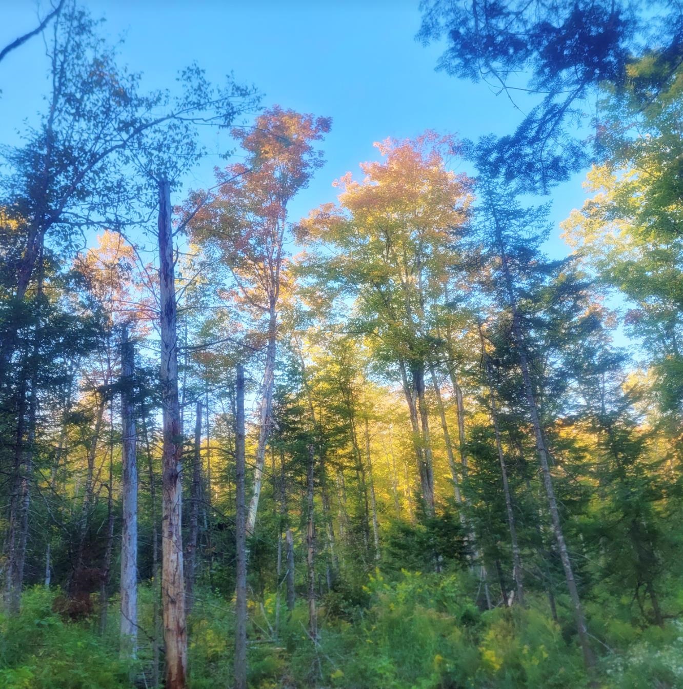 0 Sutton Road Lyndonville, VT 05851 - Photo 17 of 17