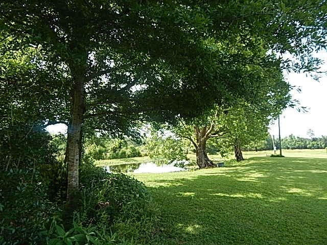 56 Tom Lewis Road Tylertown, MS 39667 - Photo 3 of 18 Photo 3