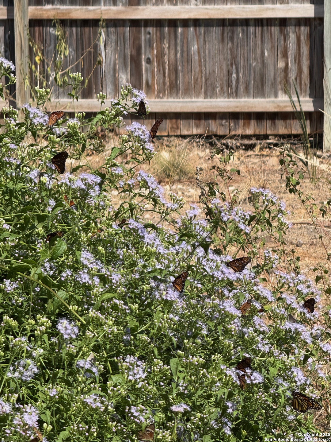 300 Towne Vue Drive Castle Hills, TX 78213 - Photo 31 of 31 a view of a backyard with wooden fence