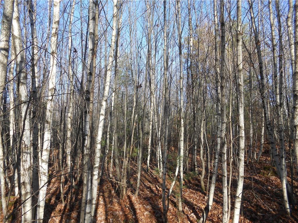 Lot 2 Ahonen Road Otisfield, ME 04270 - Photo 3 of 8 Pretty birch grove on property