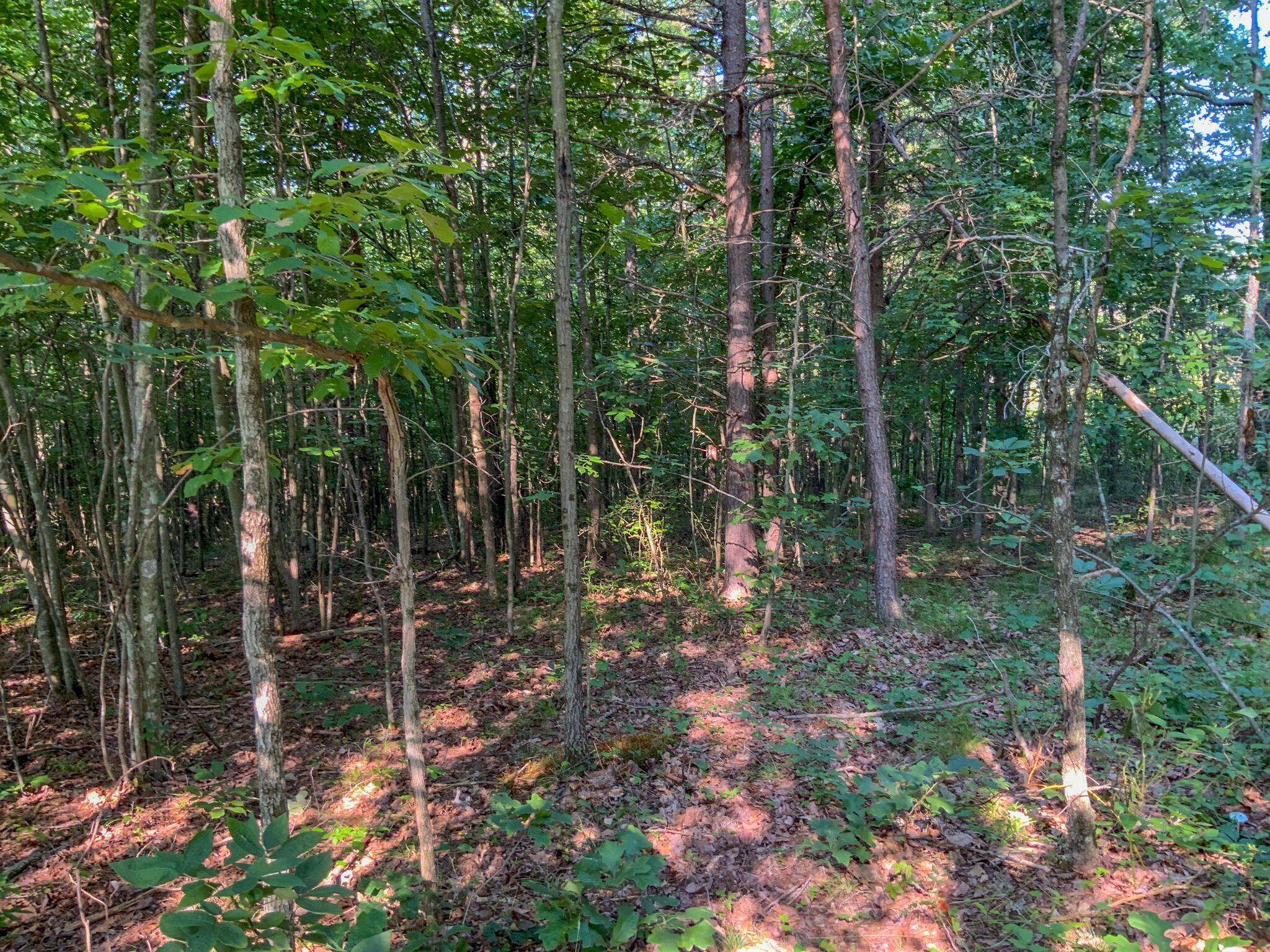 175 Comer School Road Minford, OH 45653 - Photo 27 of 39 IMG_3549