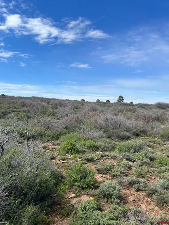 a view of a bunch of trees in a field