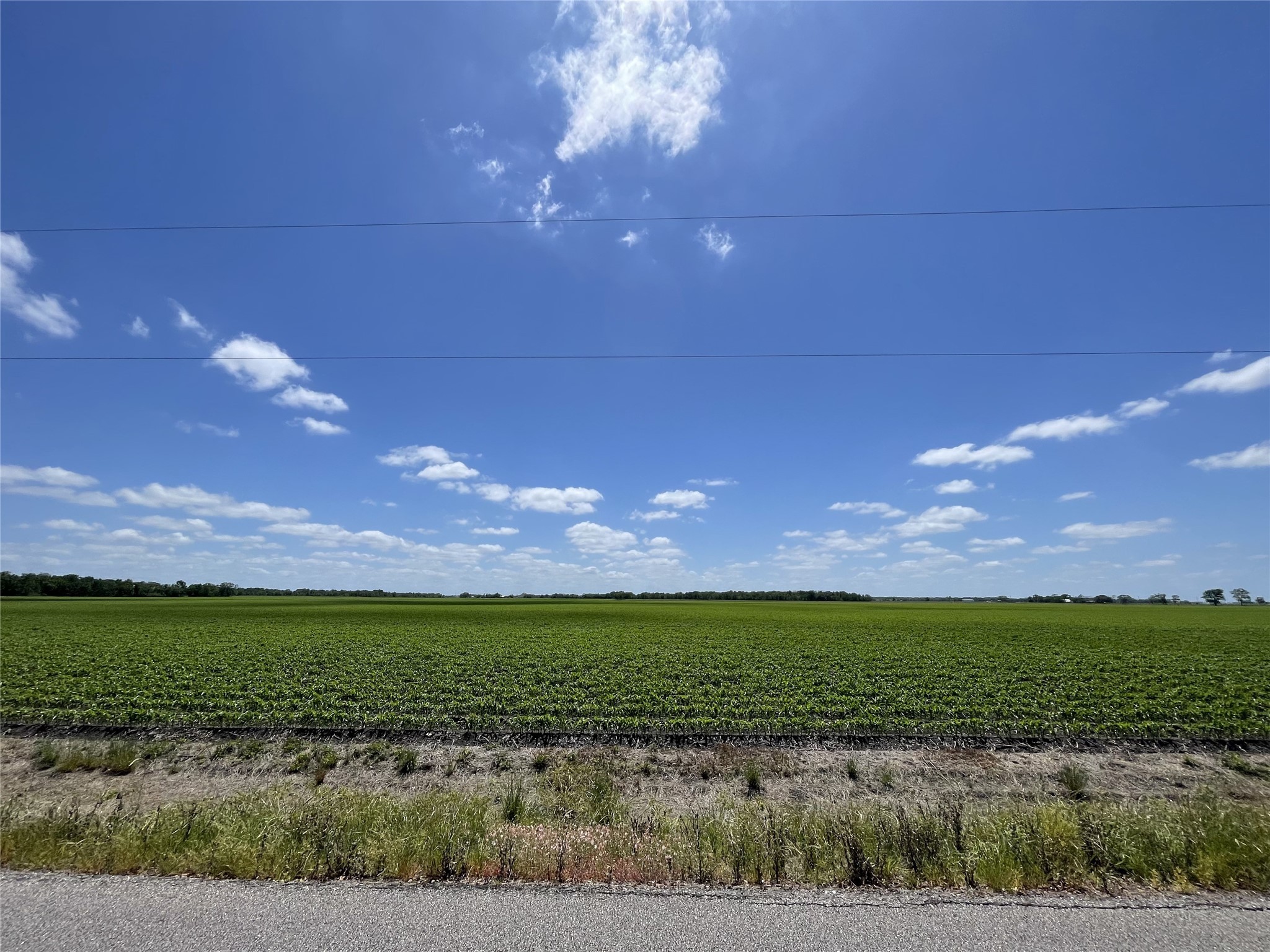 0 Schultz Road Damon, TX 77430 - Photo 1 of 9 View of land from Schults road