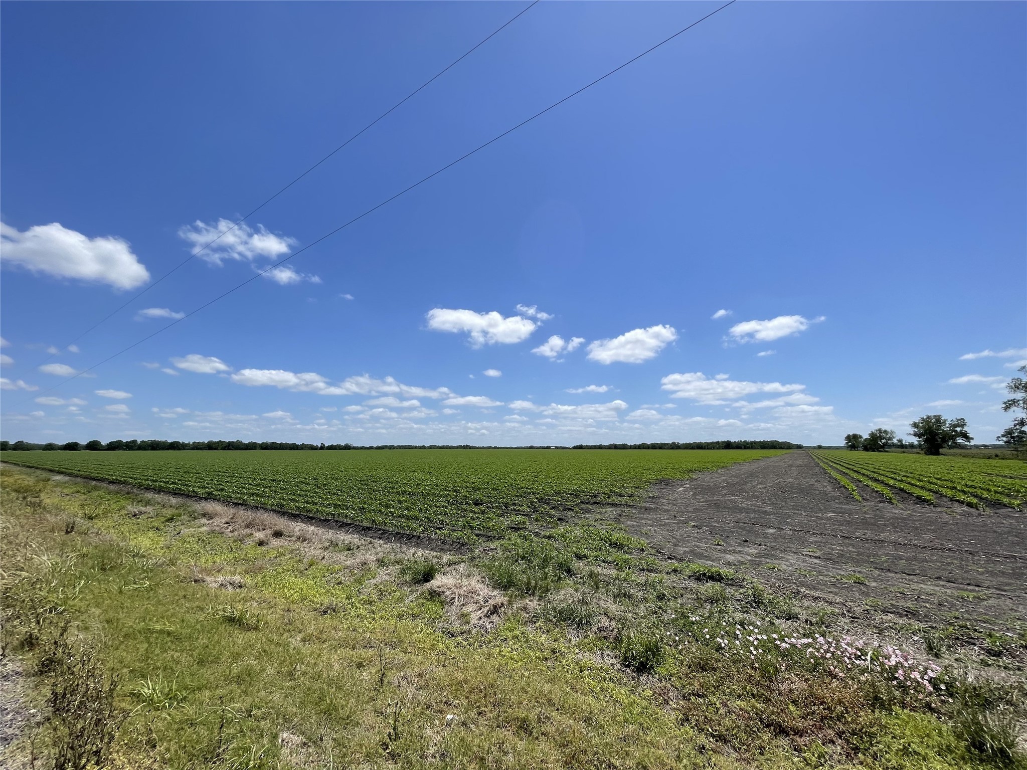 0 Schultz Road Damon, TX 77430 - Photo 9 of 9 corner of property