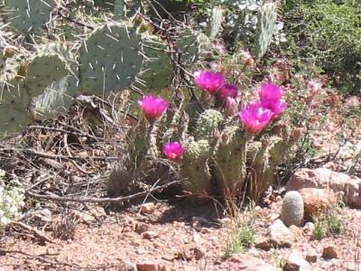 6481 South Upper Valley Road Vail, AZ 85641 - Photo 9 of 9