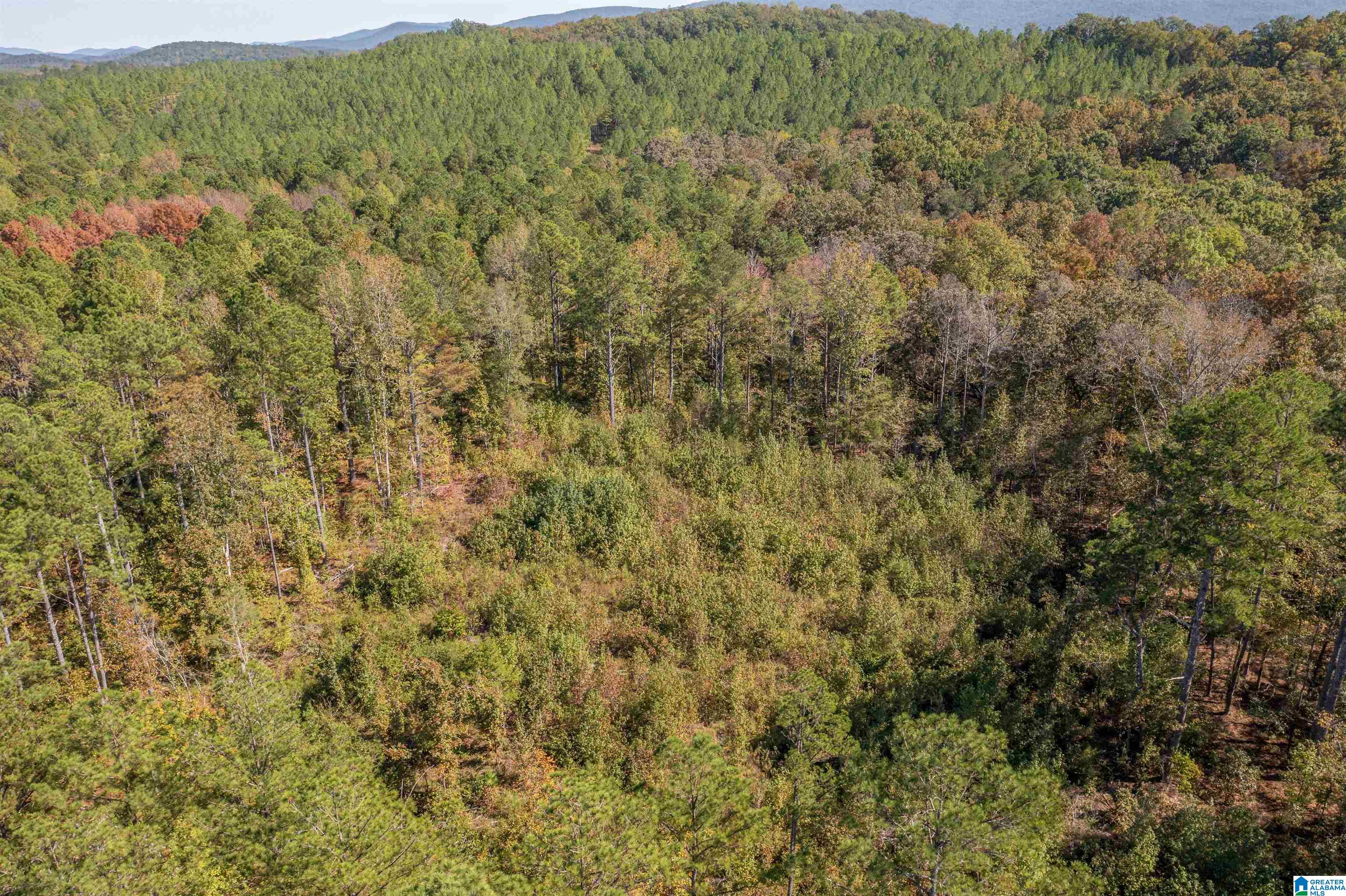 0 Roy Webb Road Jacksonville, AL 36265 - Photo 14 of 15