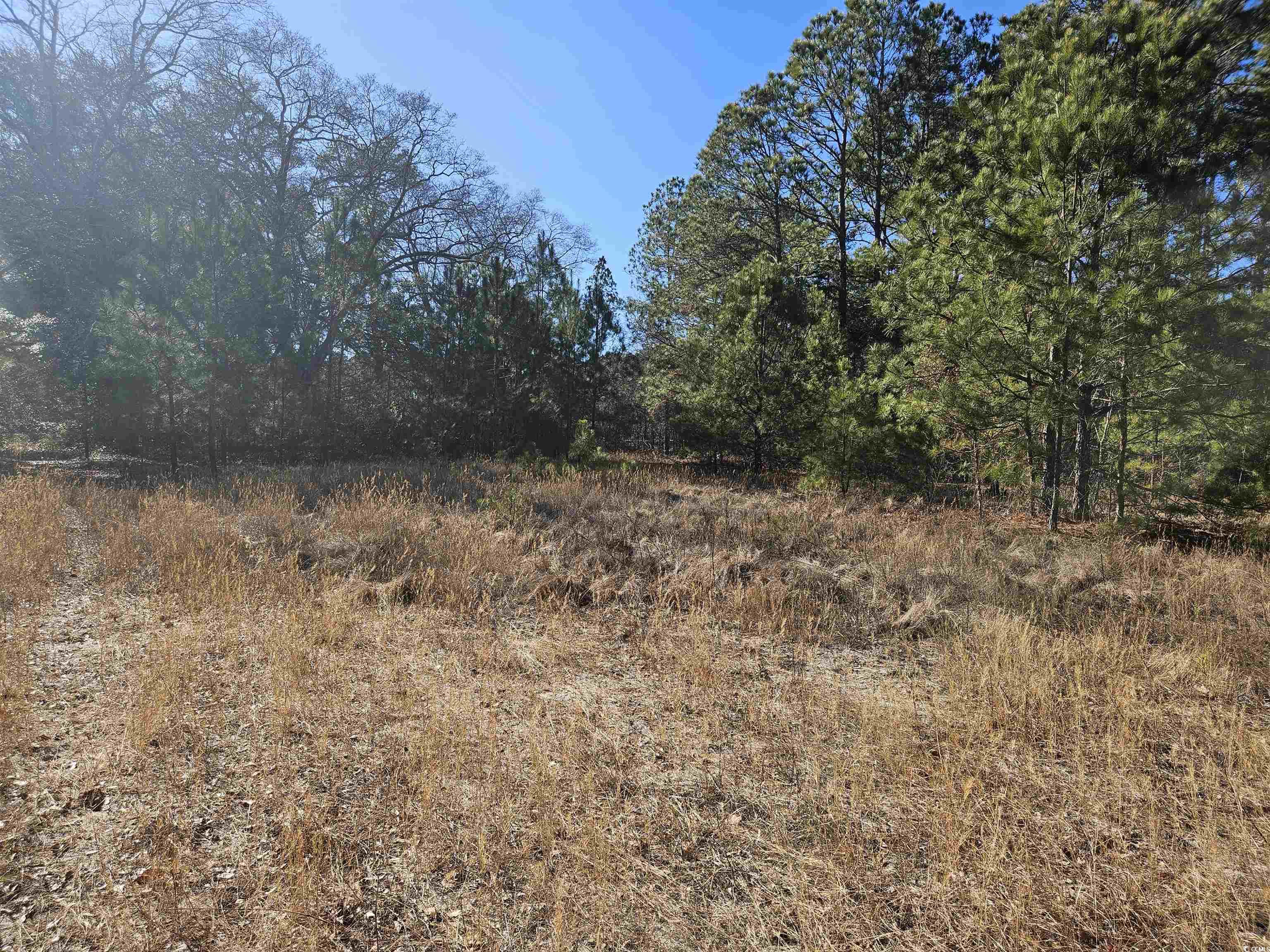 Tbd East Country Club Road Dillon, SC 29536 - Photo 2 of 4 View of nature