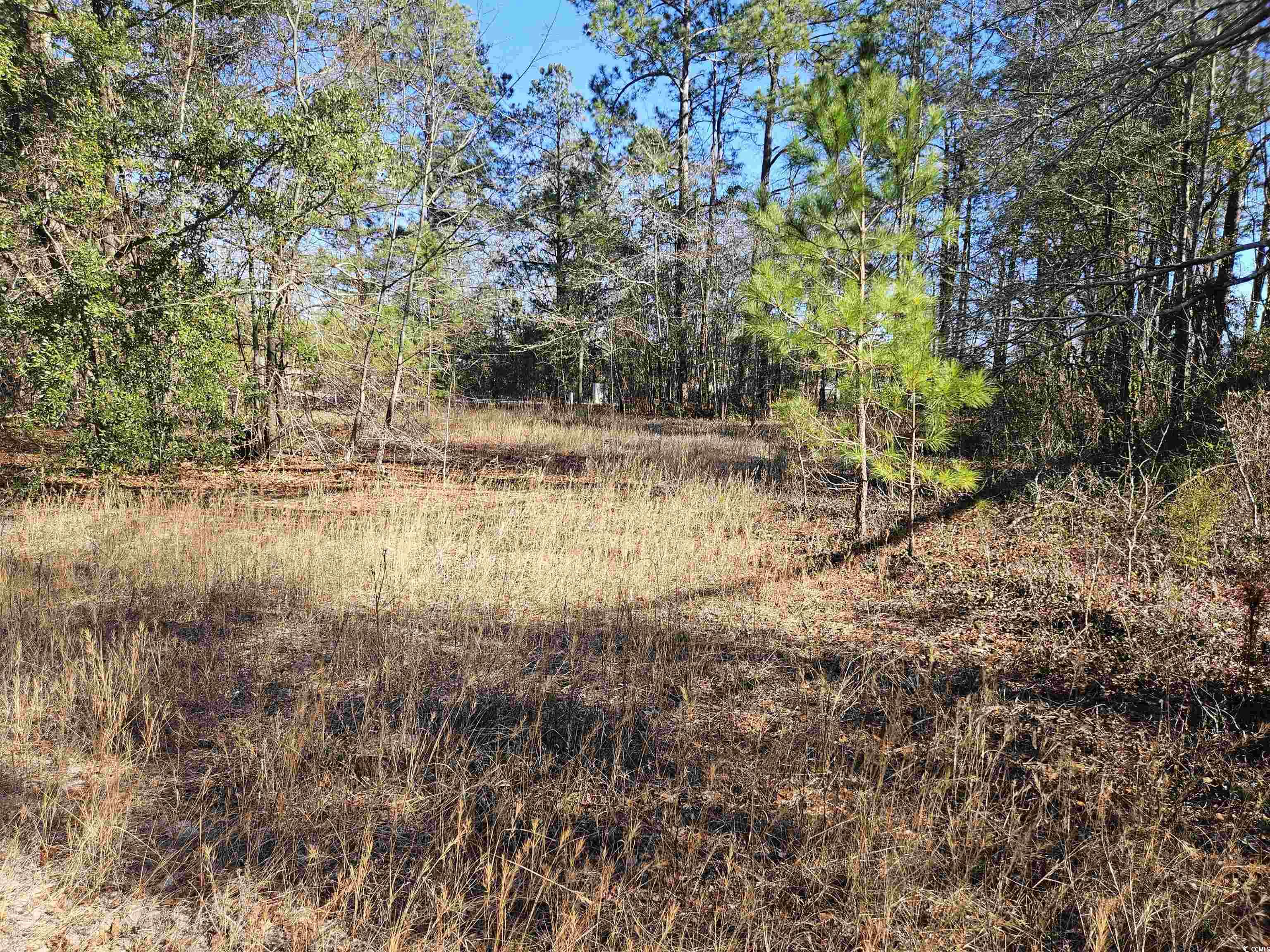 Tbd East Country Club Road Dillon, SC 29536 - Photo 3 of 4 View of landscape