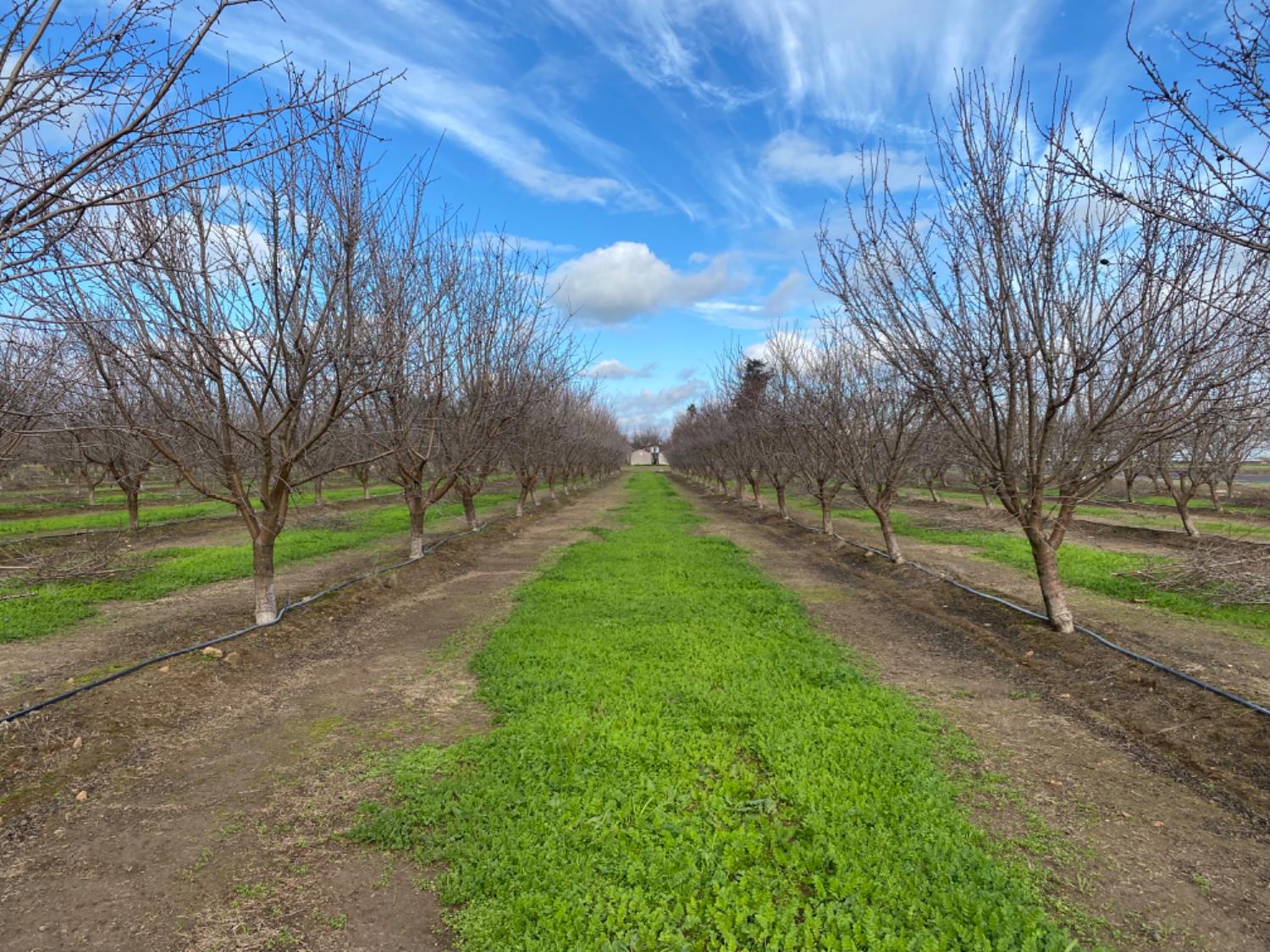 a view of a park with large trees