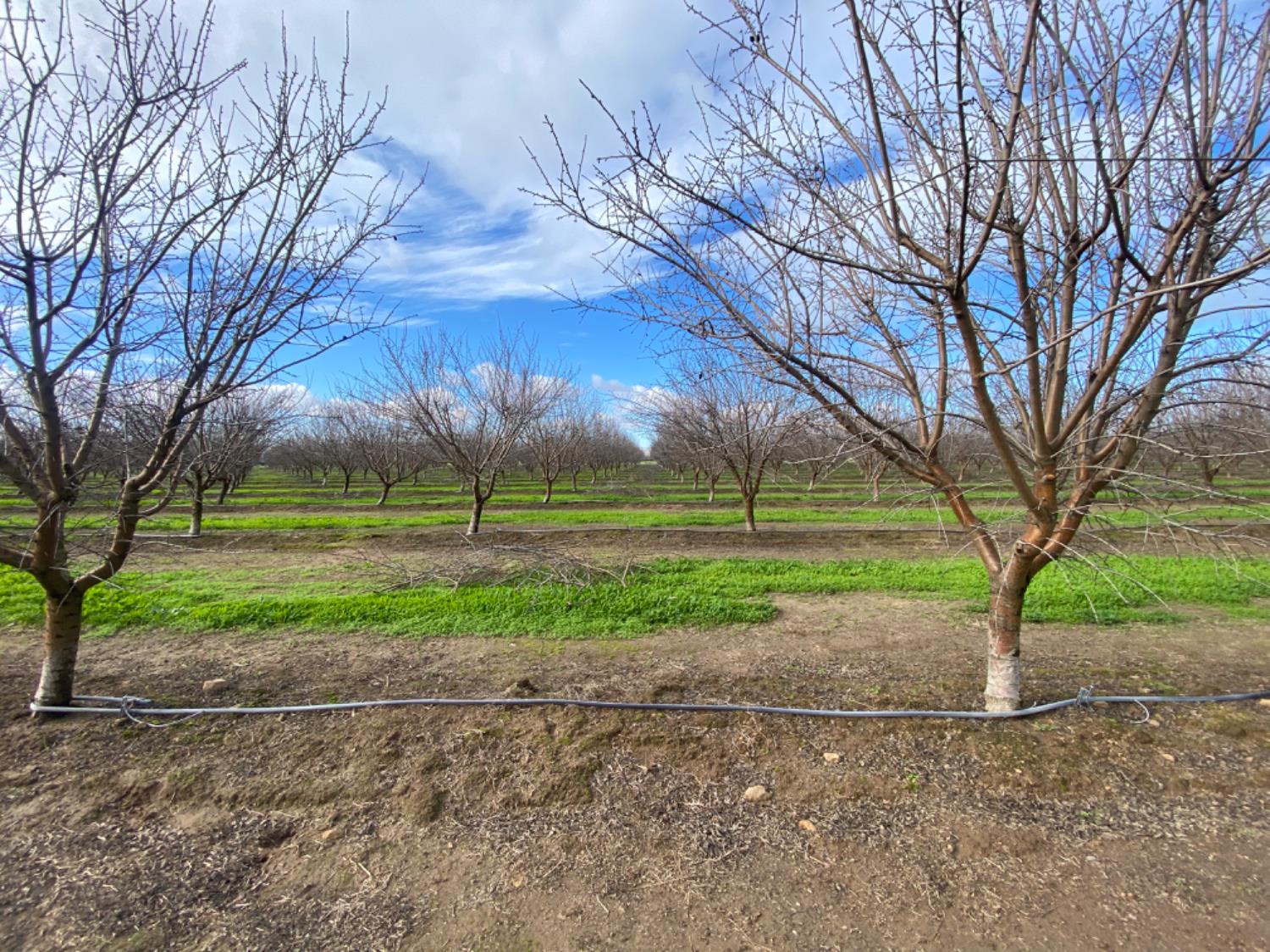 17751 Sexton Road Escalon, CA 95320 - Photo 6 of 6 a view of a park with large trees