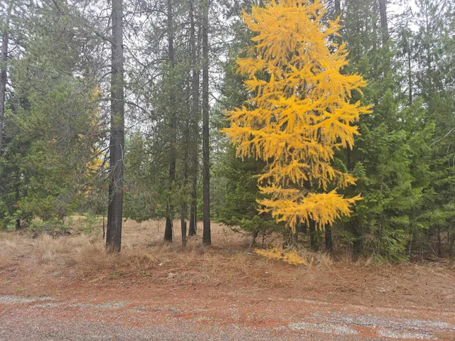 $60,000 | Xxx Lot 18 Xxx Court, Chewelah, WA 99109