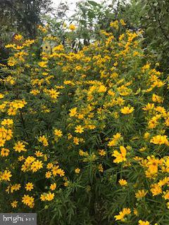 9974 Dungan Road Philadelphia, PA 19115 - Photo 3 of 30 Tons of flowers