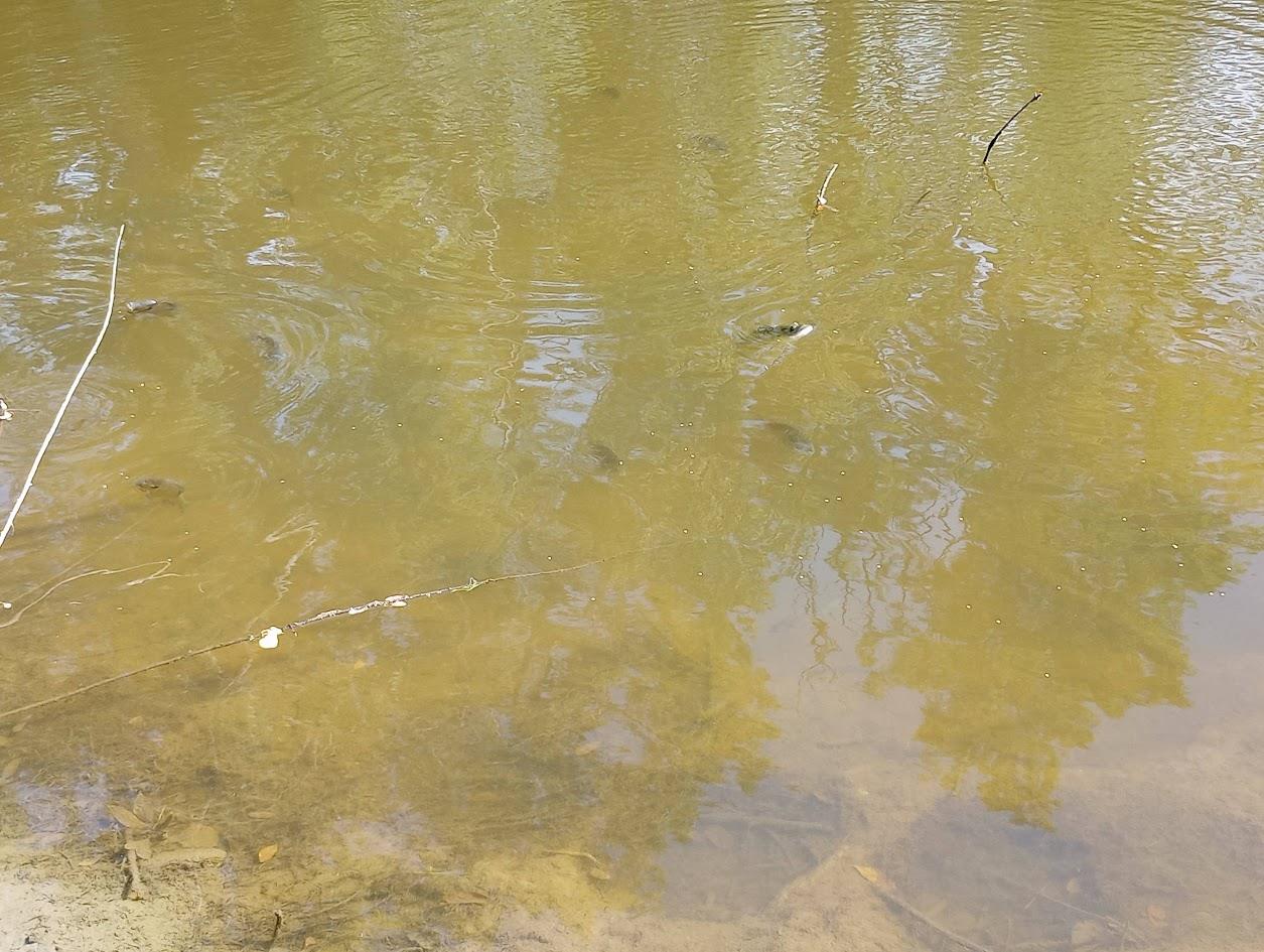 5143 North Hogan Road Aurora, IN 47001 - Photo 12 of 24 Pond - Fully stocked in 2016 with Smallmouth Bass, Copper nose Bluegill, and Redear Bluegill. Copper nose spawns frequently and provides a steady food source for the Bass to grow big. Bass are now mature and ready for harvesting. Redear Bluegill have a round dot behind the ear and spawn less frequently.