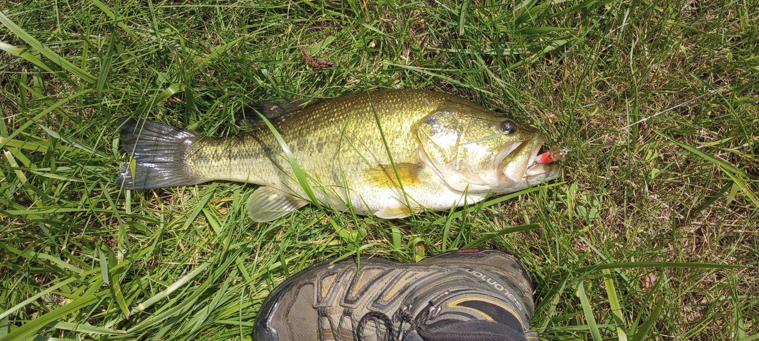 5143 North Hogan Road Aurora, IN 47001 - Photo 13 of 24 Pond - Fully stocked in 2016 with Smallmouth Bass, Copper nose Bluegill, and Redear Bluegill. Copper nose spawns frequently and provides a steady food source for the Bass to grow big. Bass are now mature and ready for harvesting. Redear Bluegill have a round dot behind the ear and spawn less frequently.