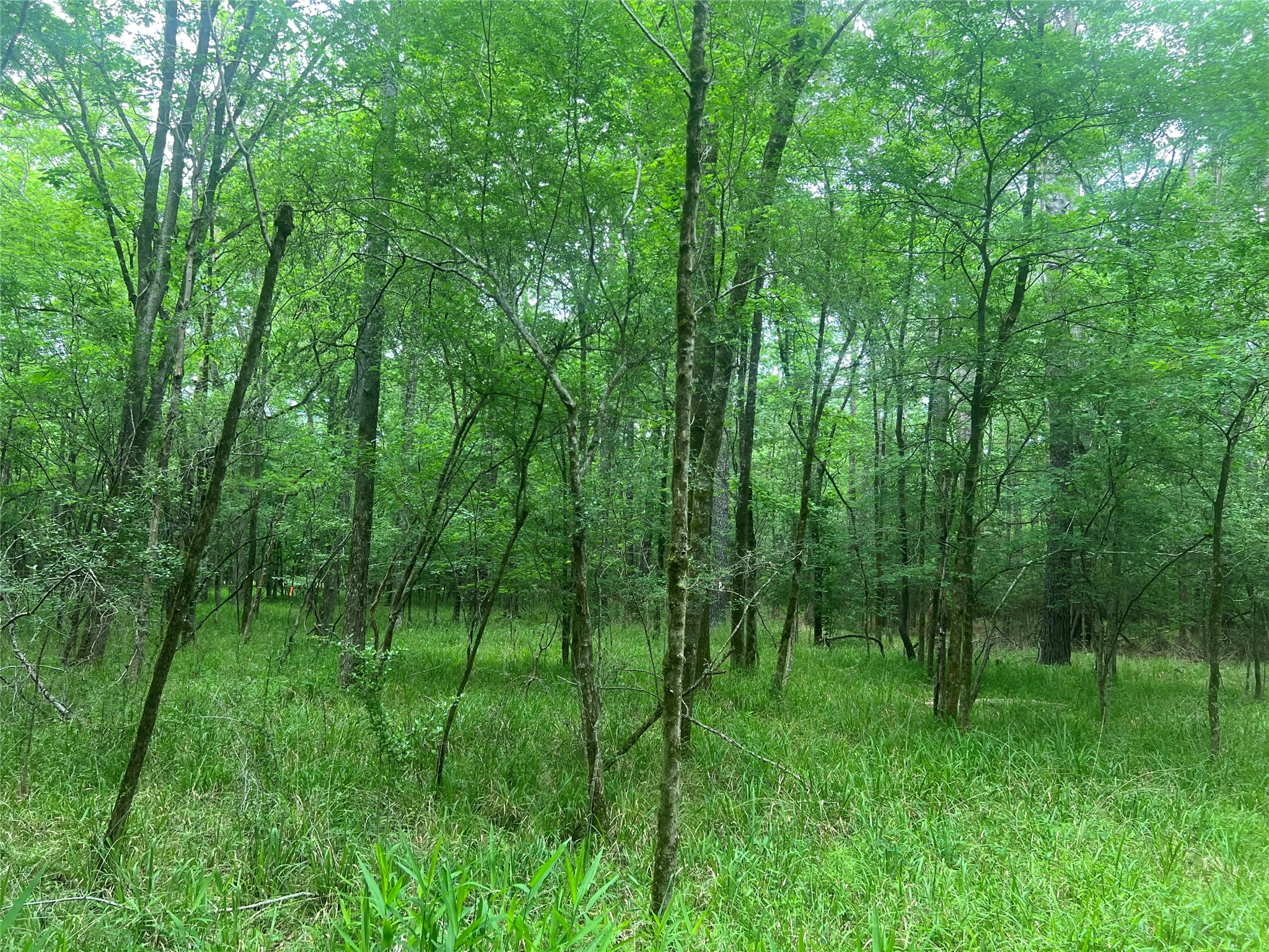 0 Wilderness Road Point Blank, TX 77364 - Photo 4 of 16