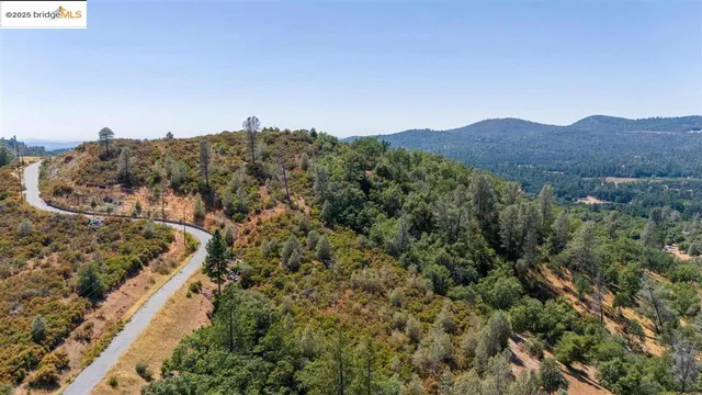 a view of a forest with a tree