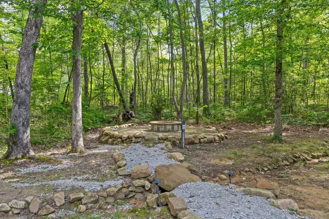 a view of a forest filled with trees