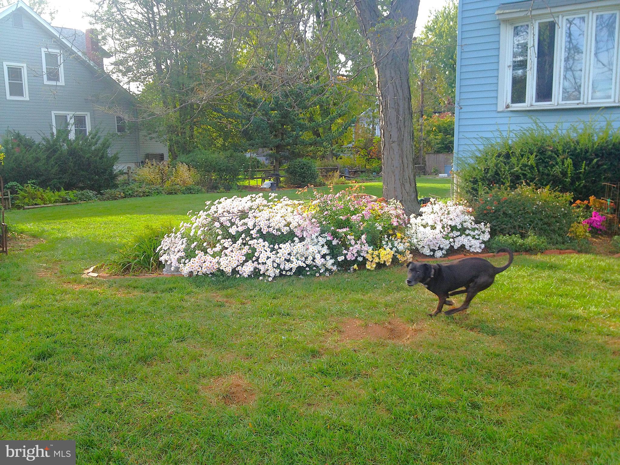 2008 Hillcrest Road Baltimore, MD 21207 - Photo 14 of 22 Chrysanthemum in Bloom at Front Tree Garden