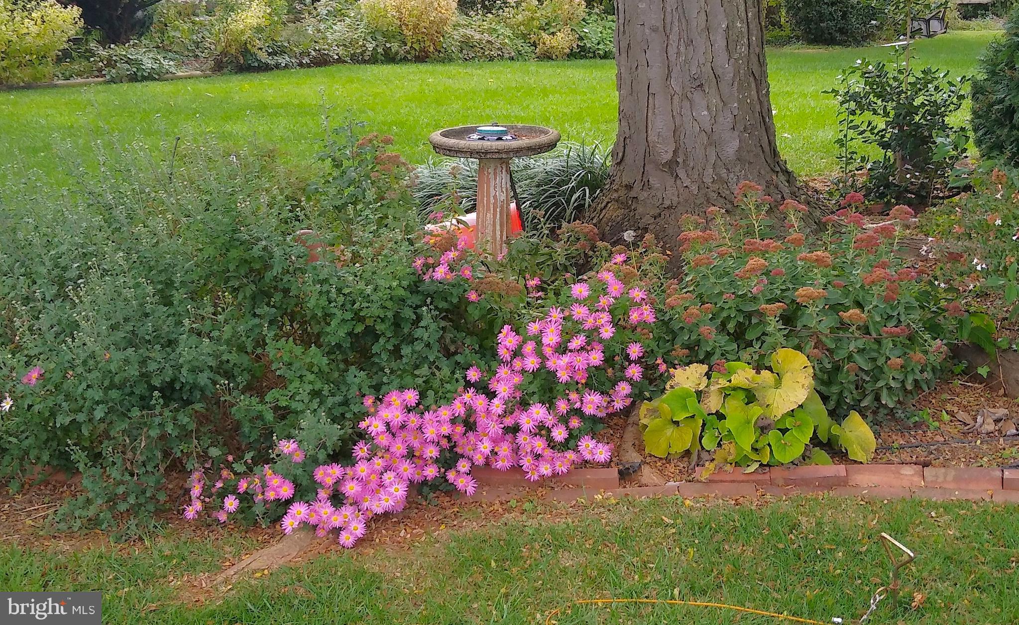 2008 Hillcrest Road Baltimore, MD 21207 - Photo 15 of 22 Front Tree Garden in Bloom