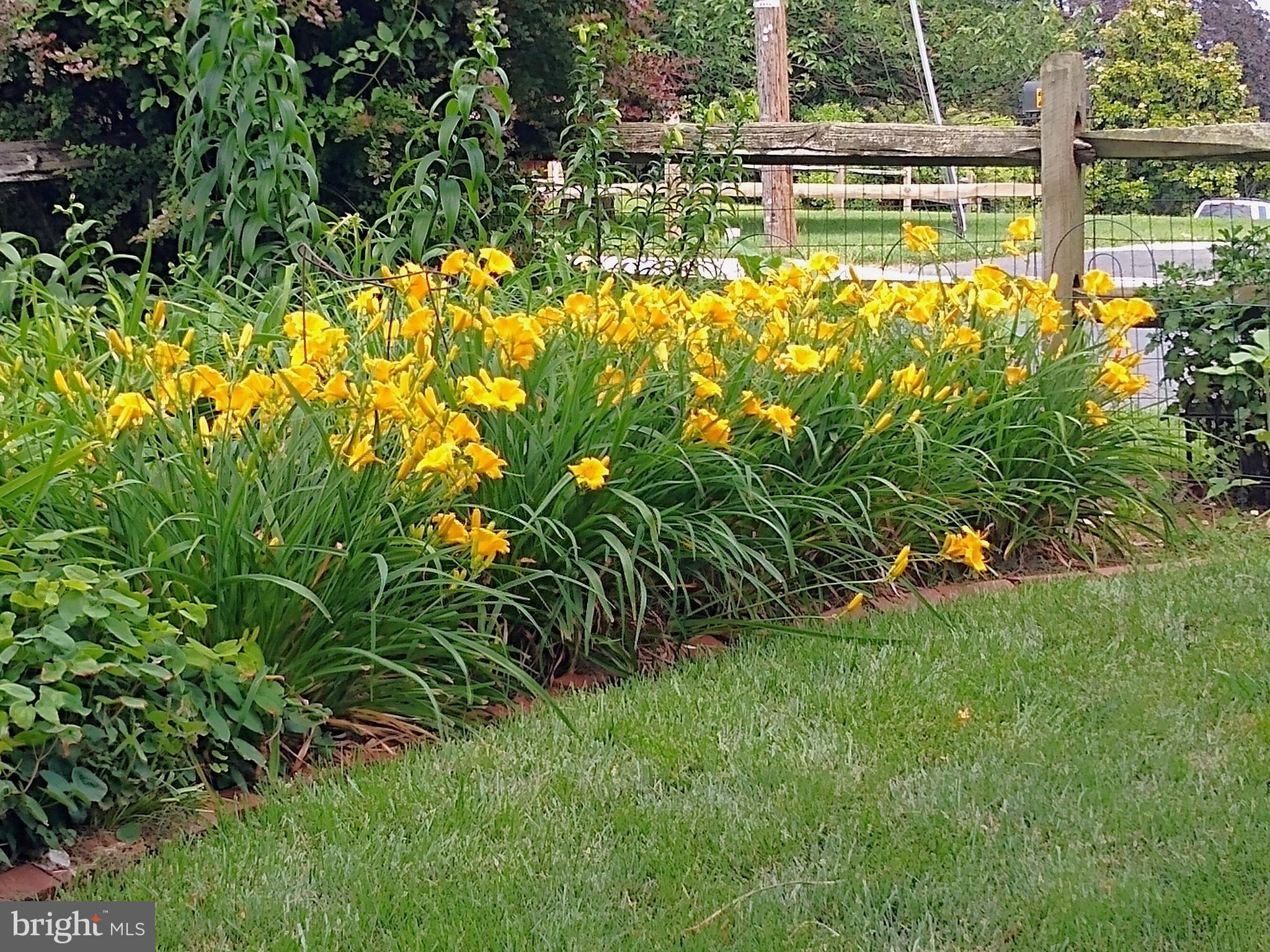 2008 Hillcrest Road Baltimore, MD 21207 - Photo 20 of 22 Day Lillies in Bloom