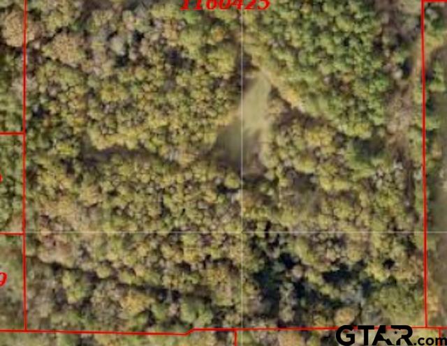 1 Venus Road Gladewater, TX 75647 - Photo 6 of 7 a close up of a tree