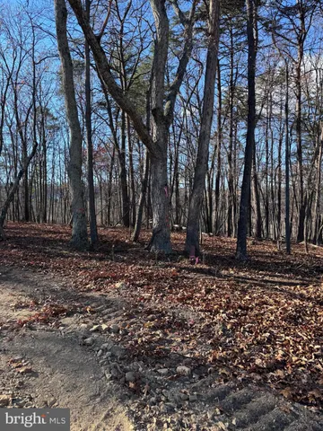 a view of a backyard with large trees