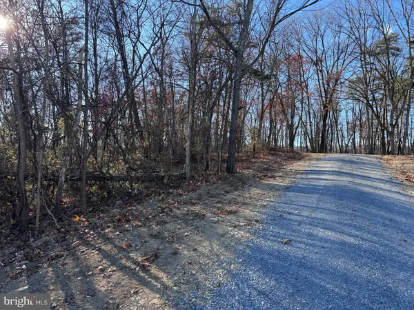 a view of a forest with trees