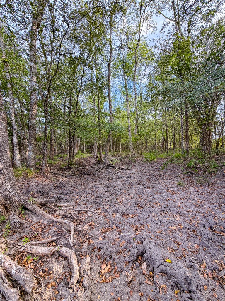 Tbd Oil Field Road Brenham, TX 77833 - Photo 7 of 32 Gallery Image 7