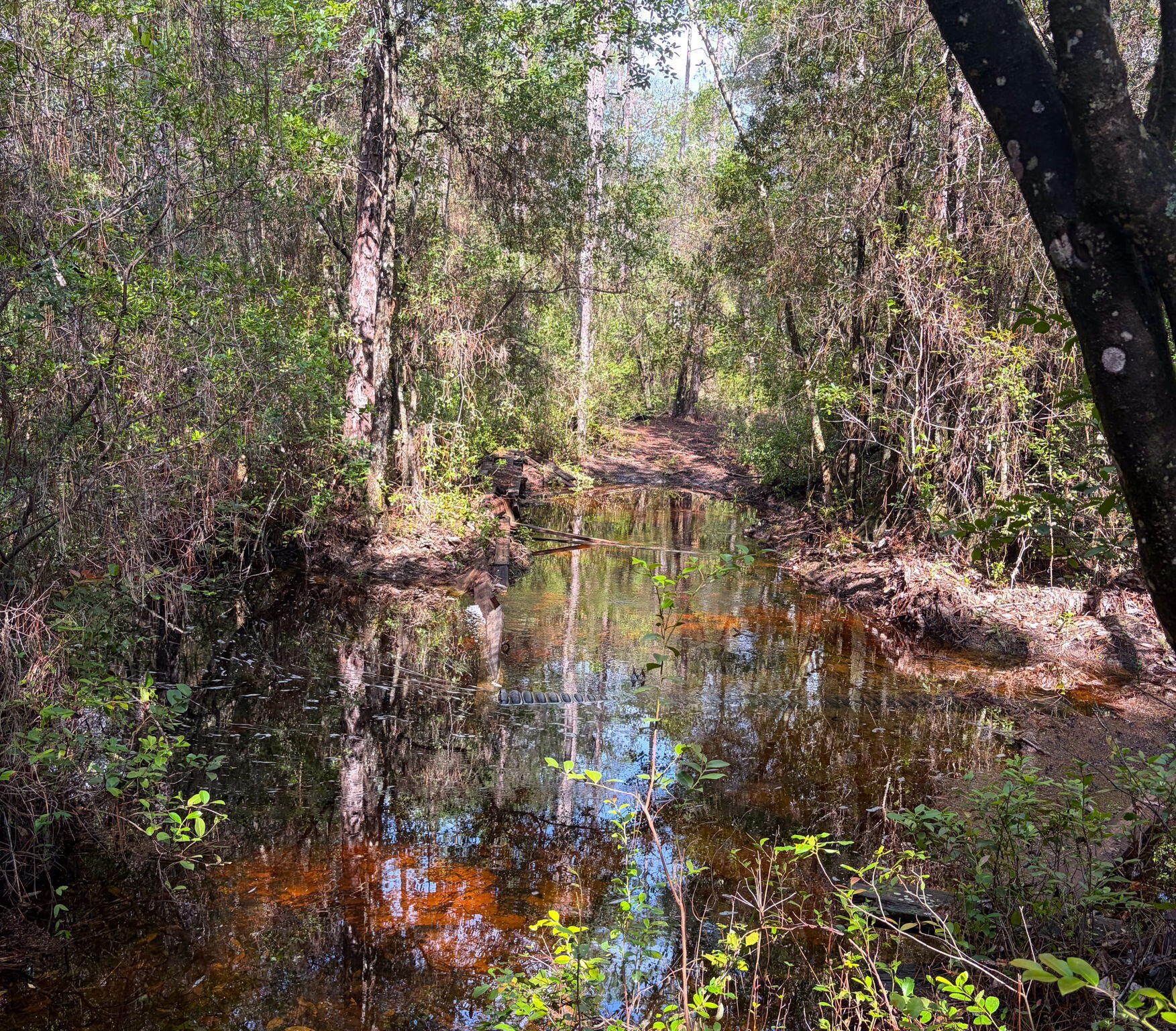 82 Acres 4 Flags Road Laurel Hill, FL 32567 - Photo 45 of 45 42-web-or-mls-IMG_1856