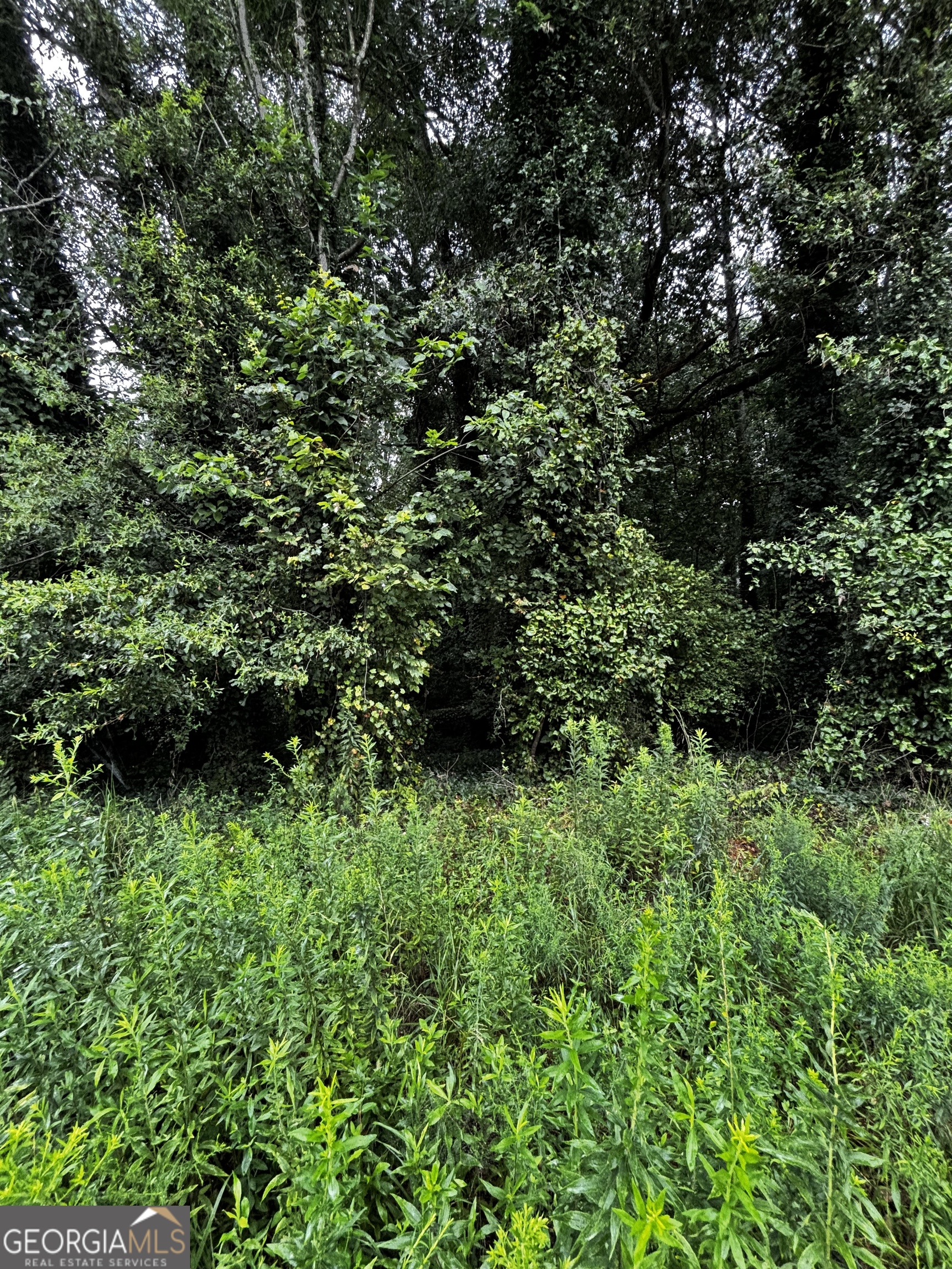8224 Freestone Drive Jonesboro, GA 30236 - Photo 4 of 7 a view of a lush green forest