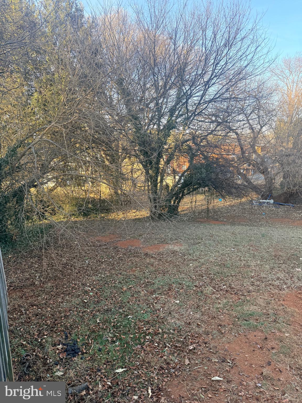 121 Elizabeth Street Culpeper, VA 22701 - Photo 17 of 22 a view of dirt yard with a tree