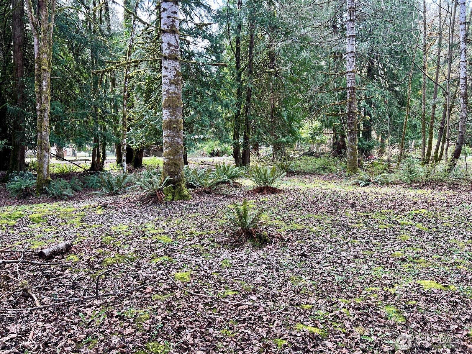 680 Mountain Trail Road Brinnon, WA 98320 - Photo 5 of 13 a view of a yard with a tree