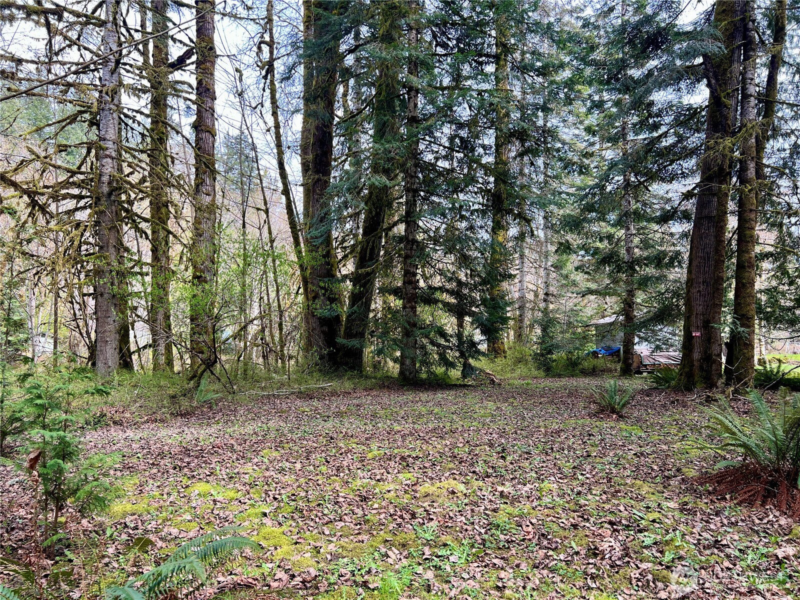 680 Mountain Trail Road Brinnon, WA 98320 - Photo 6 of 13 a view of a yard with trees
