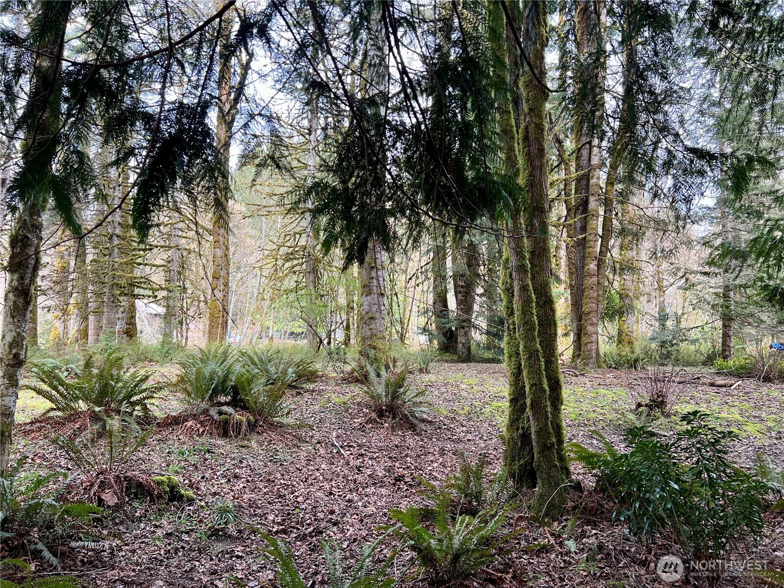 680 Mountain Trail Road Brinnon, WA 98320 - Photo 7 of 13 a view of outdoor space with lots of trees